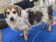 Mocca - sehr verschmust und lieb - Westerholt
