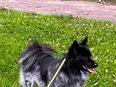 Milo – junger Mittelspitz sucht neues Zuhause in 22549