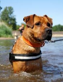 Tyson, su. Paten - Neuhausen (Spree)