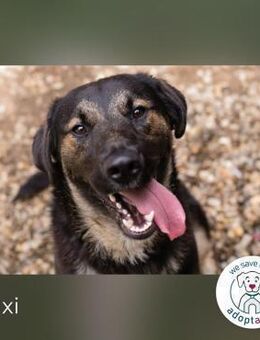 Maxi: Sonnenschein auf vier Beinen - Kirchzell