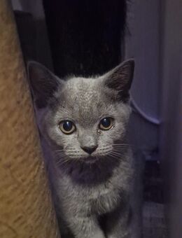 Reinrassiges BKH Kitten Mädchen - Duisburg