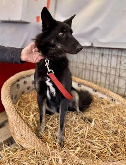 Maria Schäfermix Hündin 4 Jahre alt in H - Reutlingen