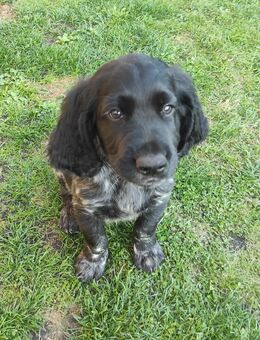 Großer Münsterländer, Welpe - Dörpen
