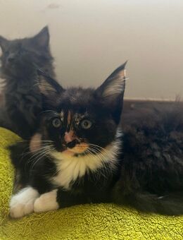 Maine Coon Mix Miezen - Neustadt (Sachsen)