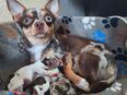 Chihuahua in 90473