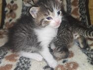 Katzenbabys! - Niederwürschnitz
