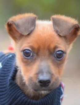 Latte - verschmust & liebevoll - Lohmar