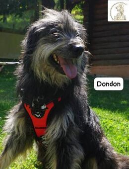 Dondon ein Hund, der nicht laut ... - Kissing