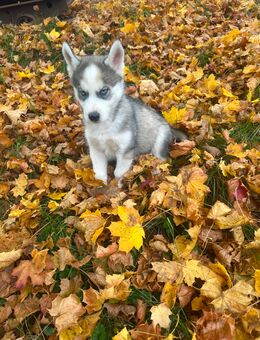 Als letzter suche ich (Ares) Sibirien Malamute Husky mein Traumzuhause - Seßlach