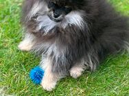 Pomeranian/ Zwergspitz Welpen - Nottuln