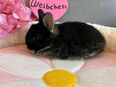 Löwenkopf Baby Weibchen in 86633