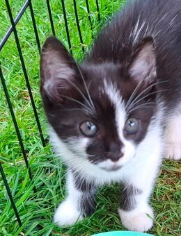 Katzennbabys abzugeben - Bad Salzuflen