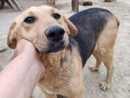 Smiley, fröhliche Hundedame, ca. 4 Jahre - Vaterstetten