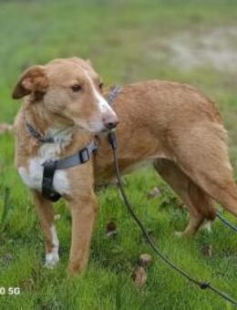 ROMY ❤️ sucht ein liebevolles Zuhause - Fahrenzhausen