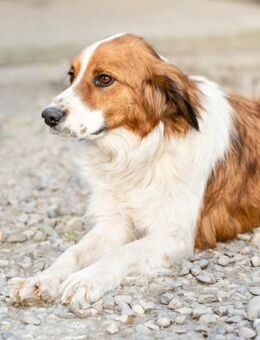 Vermittlungshilfe für Nolan - Oberhausen