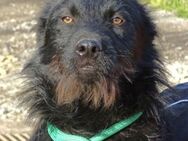 TIMMY sucht Zuhause - Gefrees