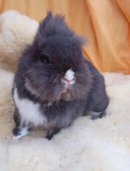 Zwergkaninchen/ Löwenköpfchen - Mellrichstadt