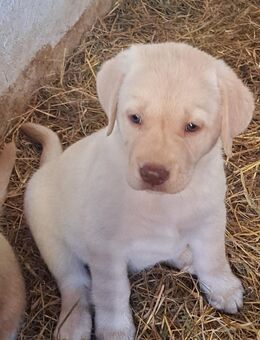 Wegen Absage noch 1 helle Rüde frei. 5 Labradorwelpen zu verkaufen - Wirges