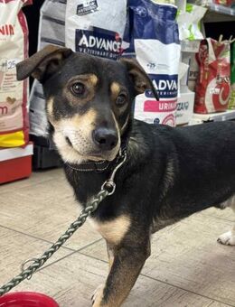 Lieber Rüde Happy sucht Familie - Großefehn