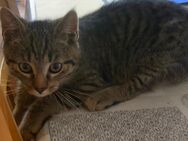 Main coon x Bengal Mix Kitten - Koblenz