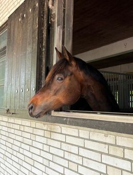 Trakehner Stute in kleinem Format - Kollow