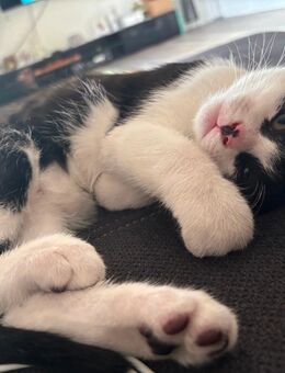 Traumzuhause gesucht für unser kleines Katzenbaby - Vechta
