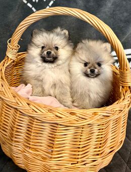 Pomeranian Spitz Zwergspitz Welpen Mini Boo - Feuchtwangen Zentrum