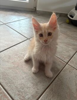 Maine Coon Kitten - Nettersheim