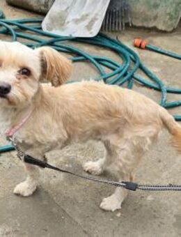 Josie - freundlich und zurückhaltend - Westerholt