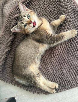 Bkh kitten mit Stammbaum - Gelsenkirchen