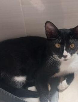 Lustige Kira (Bea) - Geisenheim