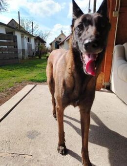 RA -sanft und liebevoll, fast schüchtern - Overath