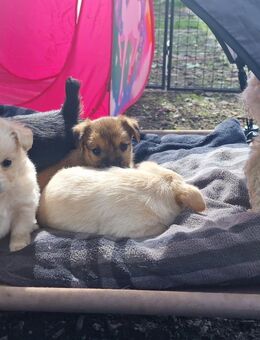 Jack Russell Welpen - Kandern