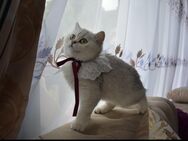 Bkh Kitten - Fürth