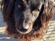 Seelenhund Xaver sucht seine Menschen - Weilheim (Oberbayern)