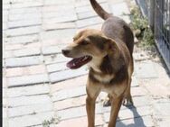 Cookie sucht sein Glück! - Krefeld