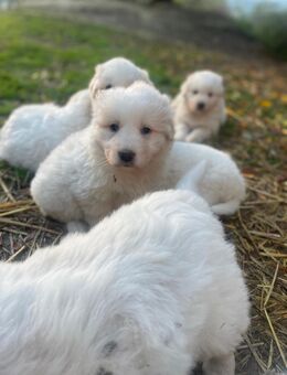 Maremmano Abruzzen Schäferhund Welpen - Wittibreut