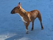 Mini Bulli Rüde fawn smut 10 Monate alt - Berlin Charlottenburg-Wilmersdorf