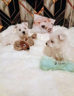 Wunderschöne reinrassige zauberhafte Westie Welpe, West Highland White Terrier Welpen Welpen - Aachen