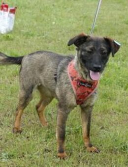 Liebe Nala sucht eine Familie - Kleinostheim