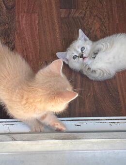 Siam Tabby x Ägyptische Mau x British Kurzhaar Smoky Blue - Mannheim