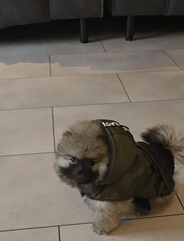 ORIGINAL Teddybär Boo Pomeranian - Velbert