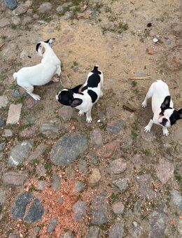 3 französische Bulldoggen - Stendal (Hansestadt) Insel
