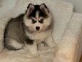 Pomsky Weibchen zu verkaufen in 97447