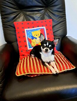 Chihuahua Deckrüde mit Ahnentafel - Bramsche