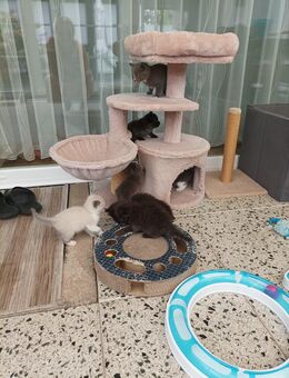 Katzenbabys NWK und Siam Mischlinge - Wesseling Zentrum