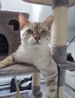 Snow Lynx Bengal Kater - Essen