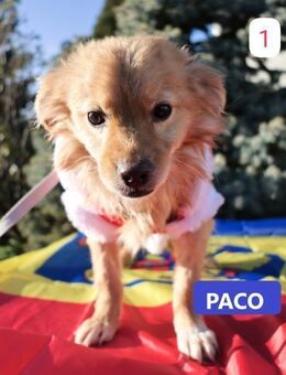 Paco - Neuried (Baden-Württemberg)