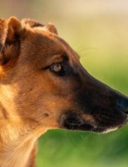 Joschi Ein Freund fürs Leben🐾 - München