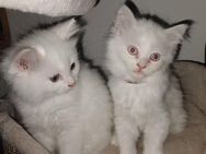 Blh kitten suchen neuen Kuschelplatz - Wuppertal